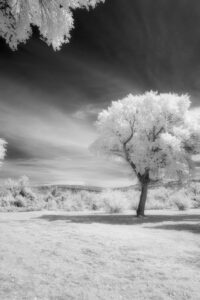 Big Bend Cottonwoods